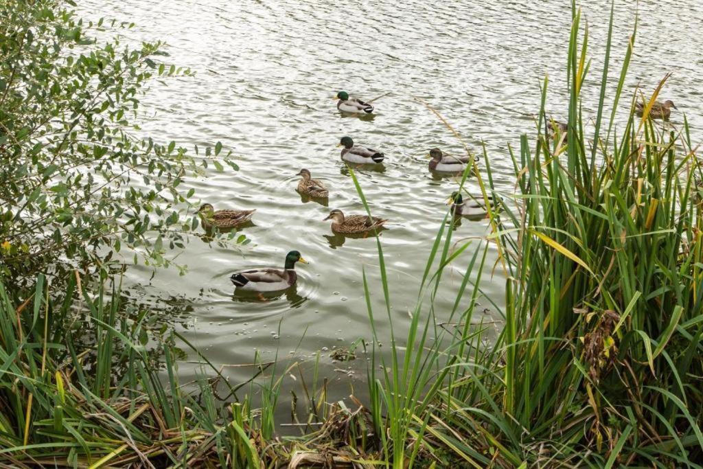 Mallard Lake South Cerney Kültér fotó